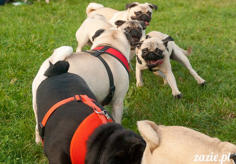Warszawskie Mopsy, spotkania mopsiarzy, mopsiki na polach mokotowskich, spacer z mopsem