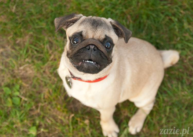 Warszawskie Mopsy, spotkania mopsiarzy, mopsiki na polach mokotowskich, spacer z mopsem