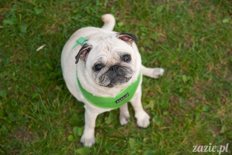 Warszawskie Mopsy, spotkania mopsiarzy, mopsiki na polach mokotowskich, spacer z mopsem