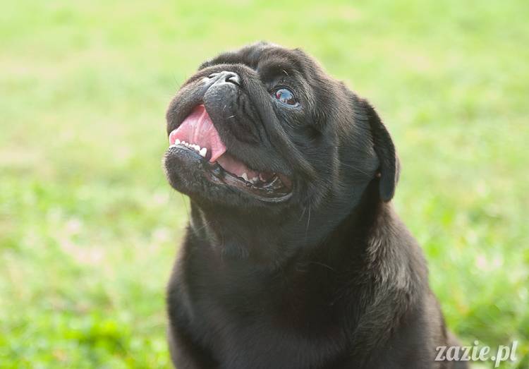 Warszawskie Mopsy, spotkania mopsiarzy, mopsiki na polach mokotowskich, spacer z mopsem