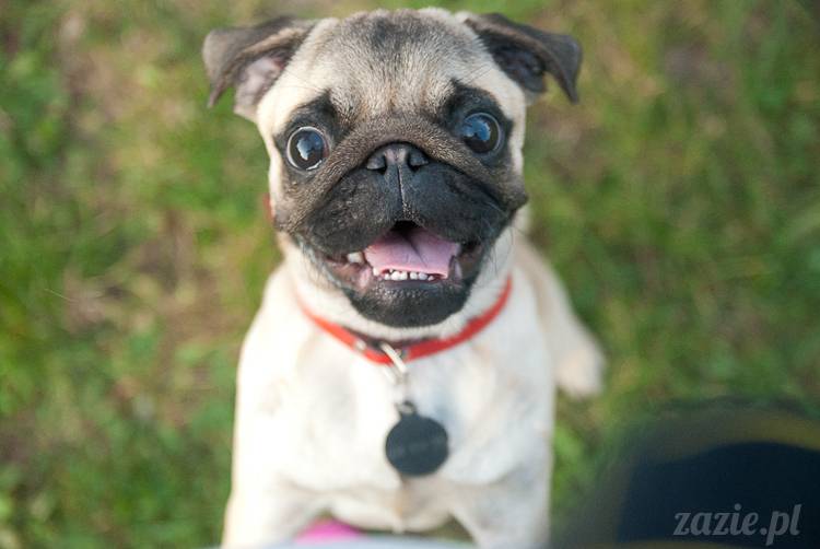 Warszawskie Mopsy, spotkania mopsiarzy, mopsiki na polach mokotowskich, spacer z mopsem