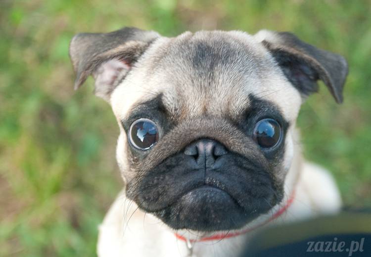 Warszawskie Mopsy, spotkania mopsiarzy, mopsiki na polach mokotowskich, spacer z mopsem