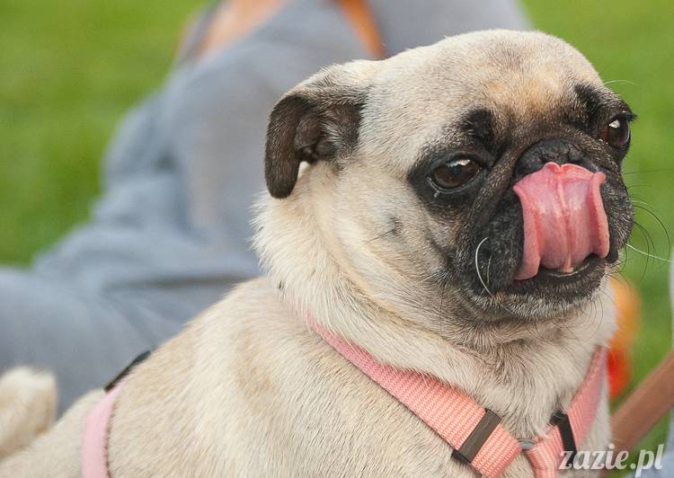 Warszawskie Mopsy, spotkania mopsiarzy, mopsiki na polach mokotowskich, spacer z mopsem