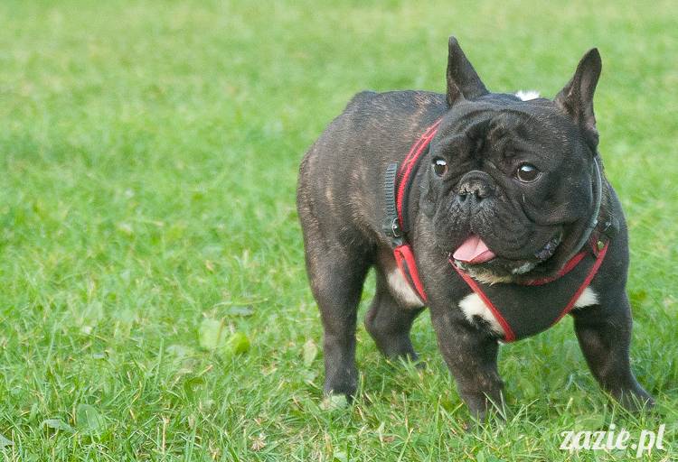 Warszawskie Mopsy, spotkania mopsiarzy, mopsiki na polach mokotowskich, spacer z mopsem