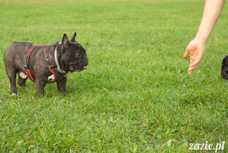 Warszawskie Mopsy, spotkania mopsiarzy, mopsiki na polach mokotowskich, spacer z mopsem
