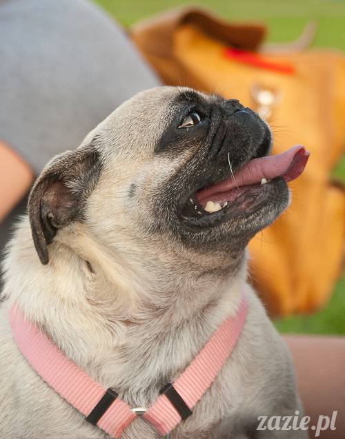 Warszawskie Mopsy, spotkania mopsiarzy, mopsiki na polach mokotowskich, spacer z mopsem