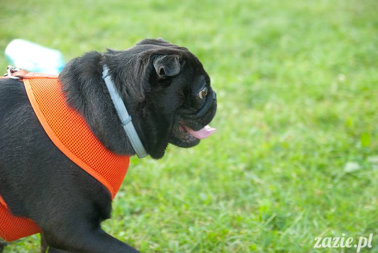 Warszawskie Mopsy, spotkania mopsiarzy, mopsiki na polach mokotowskich, spacer z mopsem