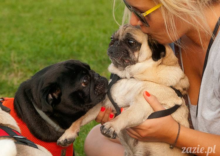 Warszawskie Mopsy, spotkania mopsiarzy, mopsiki na polach mokotowskich, spacer z mopsem