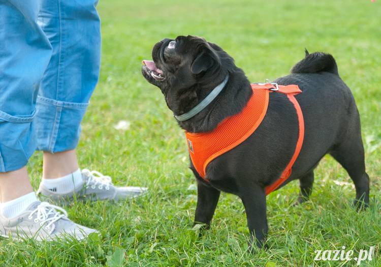 Warszawskie Mopsy, spotkania mopsiarzy, mopsiki na polach mokotowskich, spacer z mopsem