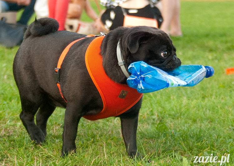 Warszawskie Mopsy, spotkania mopsiarzy, mopsiki na polach mokotowskich, spacer z mopsem