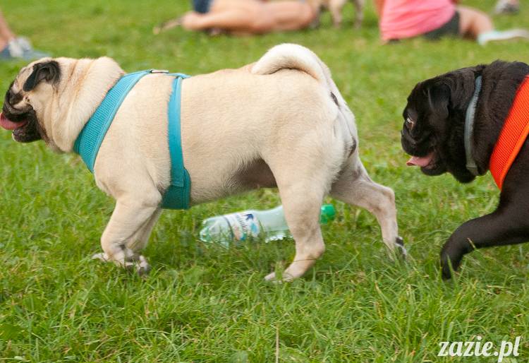 Warszawskie Mopsy, spotkania mopsiarzy, mopsiki na polach mokotowskich, spacer z mopsem