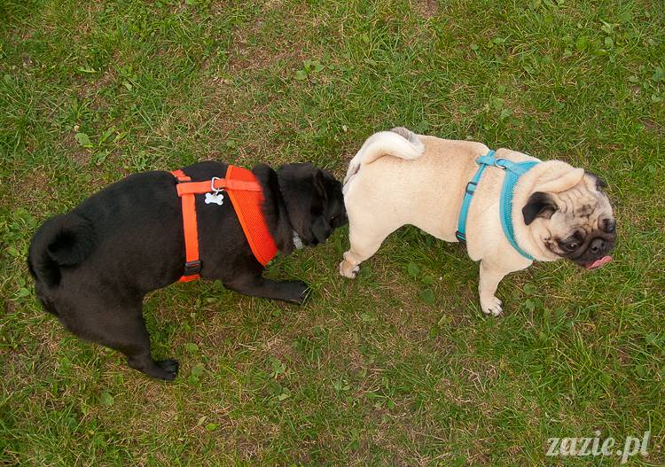 Warszawskie Mopsy, spotkania mopsiarzy, mopsiki na polach mokotowskich, spacer z mopsem