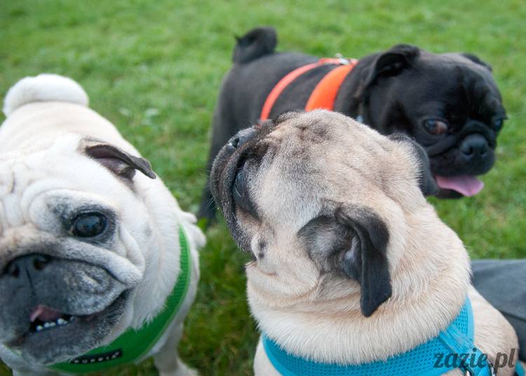 Warszawskie Mopsy, spotkania mopsiarzy, mopsiki na polach mokotowskich, spacer z mopsem