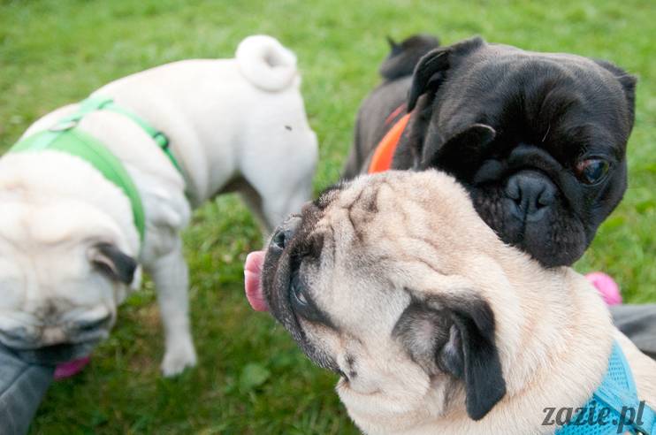 Warszawskie Mopsy, spotkania mopsiarzy, mopsiki na polach mokotowskich, spacer z mopsem