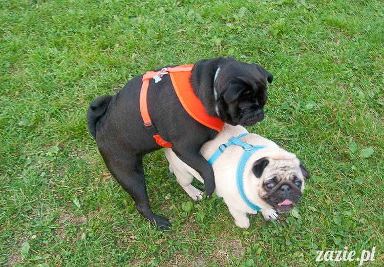 Warszawskie Mopsy, spotkania mopsiarzy, mopsiki na polach mokotowskich, spacer z mopsem