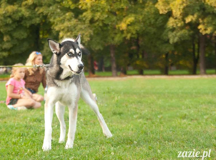 Warszawskie Mopsy, spotkania mopsiarzy, mopsiki na polach mokotowskich, spacer z mopsem