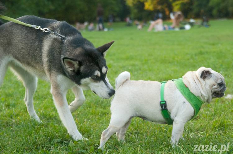 Warszawskie Mopsy, spotkania mopsiarzy, mopsiki na polach mokotowskich, spacer z mopsem