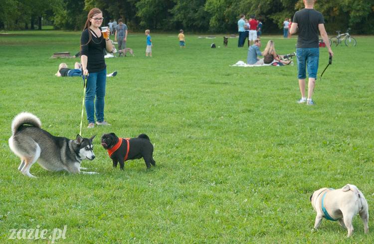 Warszawskie Mopsy, spotkania mopsiarzy, mopsiki na polach mokotowskich, spacer z mopsem