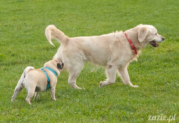Warszawskie Mopsy, spotkania mopsiarzy, mopsiki na polach mokotowskich, spacer z mopsem