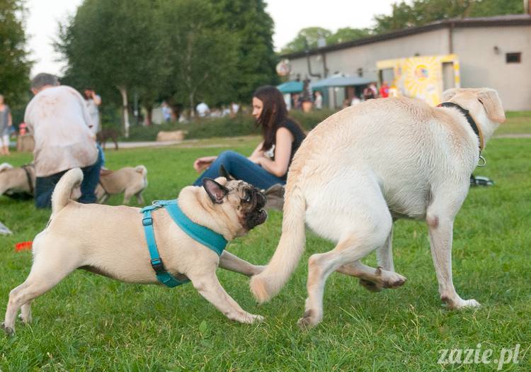 Warszawskie Mopsy, spotkania mopsiarzy, mopsiki na polach mokotowskich, spacer z mopsem