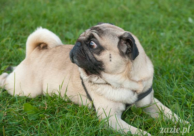 Warszawskie Mopsy, spotkania mopsiarzy, mopsiki na polach mokotowskich, spacer z mopsem