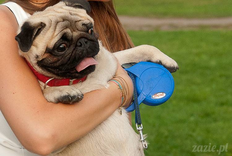 Warszawskie Mopsy, spotkania mopsiarzy, mopsiki na polach mokotowskich, spacer z mopsem