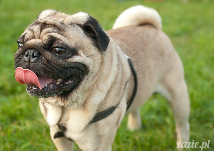 Warszawskie Mopsy, spotkania mopsiarzy, mopsiki na polach mokotowskich, spacer z mopsem