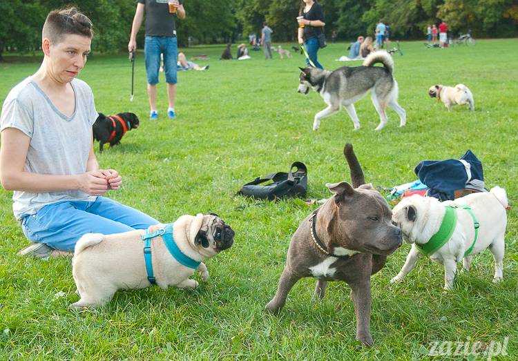 Warszawskie Mopsy, spotkania mopsiarzy, mopsiki na polach mokotowskich, spacer z mopsem