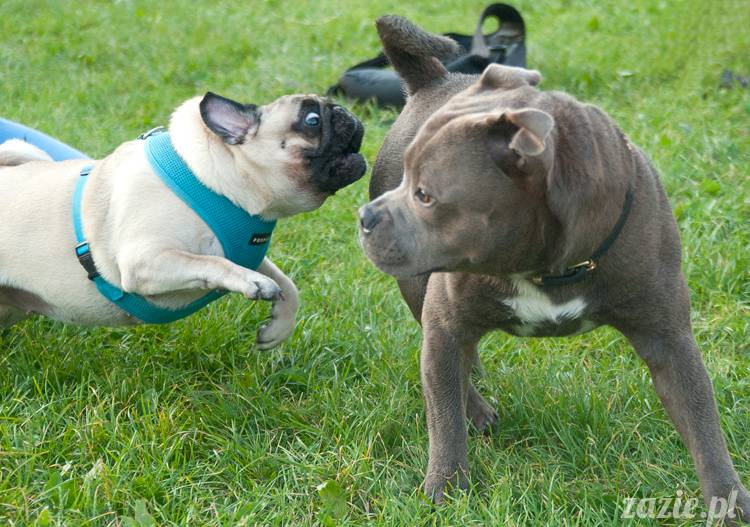 Warszawskie Mopsy, spotkania mopsiarzy, mopsiki na polach mokotowskich, spacer z mopsem