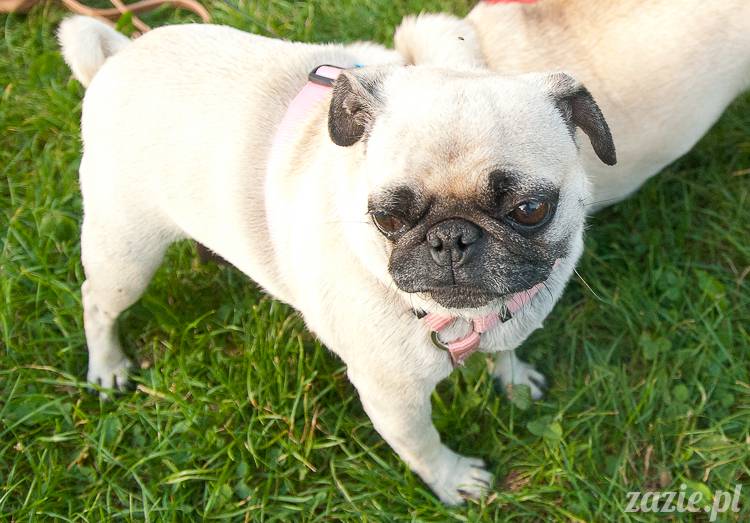 Warszawskie Mopsy, spotkania mopsiarzy, mopsiki na polach mokotowskich, spacer z mopsem