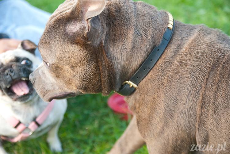 Warszawskie Mopsy, spotkania mopsiarzy, mopsiki na polach mokotowskich, spacer z mopsem
