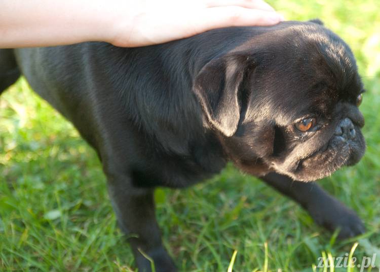 Warszawskie Mopsy, spotkania mopsiarzy, mopsiki na polach mokotowskich, spacer z mopsem