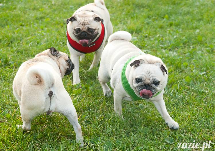 Warszawskie Mopsy, spotkania mopsiarzy, mopsiki na polach mokotowskich, spacer z mopsem