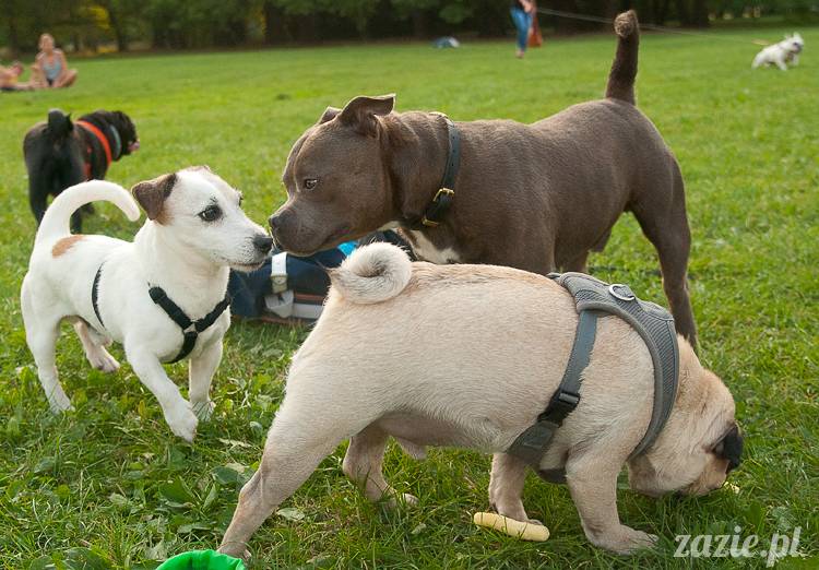 Warszawskie Mopsy, spotkania mopsiarzy, mopsiki na polach mokotowskich, spacer z mopsem