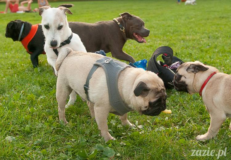 Warszawskie Mopsy, spotkania mopsiarzy, mopsiki na polach mokotowskich, spacer z mopsem