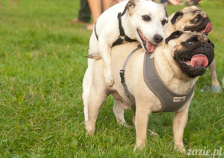 Warszawskie Mopsy, spotkania mopsiarzy, mopsiki na polach mokotowskich, spacer z mopsem