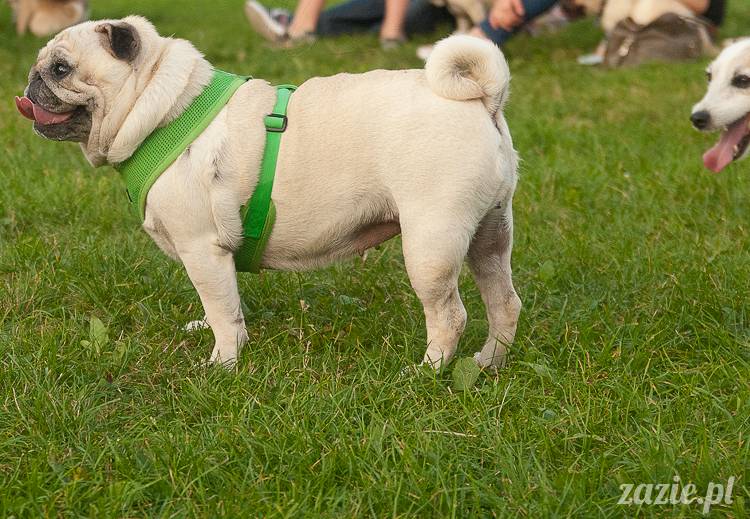 Warszawskie Mopsy, spotkania mopsiarzy, mopsiki na polach mokotowskich, spacer z mopsem