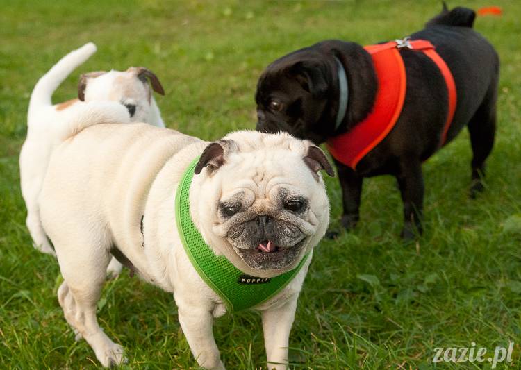 Warszawskie Mopsy, spotkania mopsiarzy, mopsiki na polach mokotowskich, spacer z mopsem