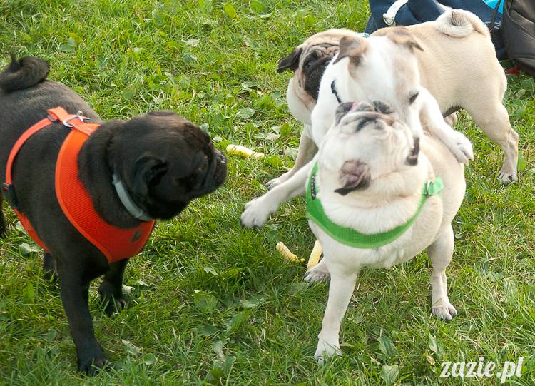 Warszawskie Mopsy, spotkania mopsiarzy, mopsiki na polach mokotowskich, spacer z mopsem