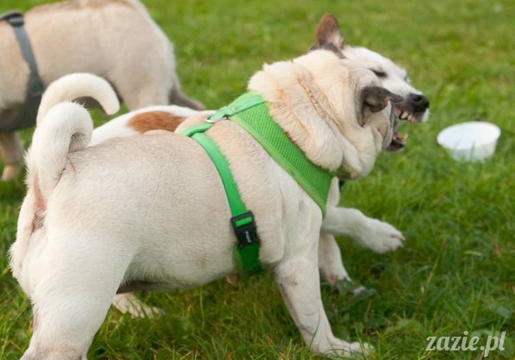Warszawskie Mopsy, spotkania mopsiarzy, mopsiki na polach mokotowskich, spacer z mopsem