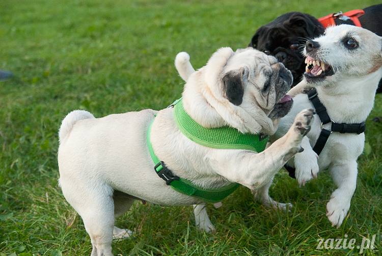 Warszawskie Mopsy, spotkania mopsiarzy, mopsiki na polach mokotowskich, spacer z mopsem