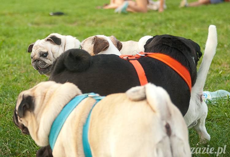 Warszawskie Mopsy, spotkania mopsiarzy, mopsiki na polach mokotowskich, spacer z mopsem
