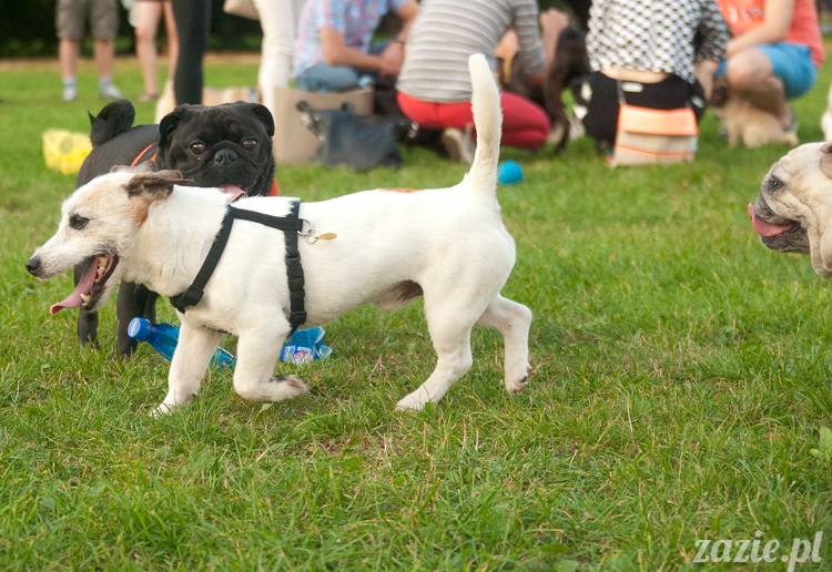 Warszawskie Mopsy, spotkania mopsiarzy, mopsiki na polach mokotowskich, spacer z mopsem