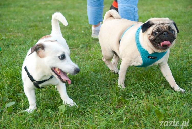 Warszawskie Mopsy, spotkania mopsiarzy, mopsiki na polach mokotowskich, spacer z mopsem