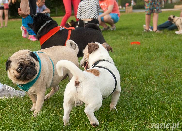 Warszawskie Mopsy, spotkania mopsiarzy, mopsiki na polach mokotowskich, spacer z mopsem