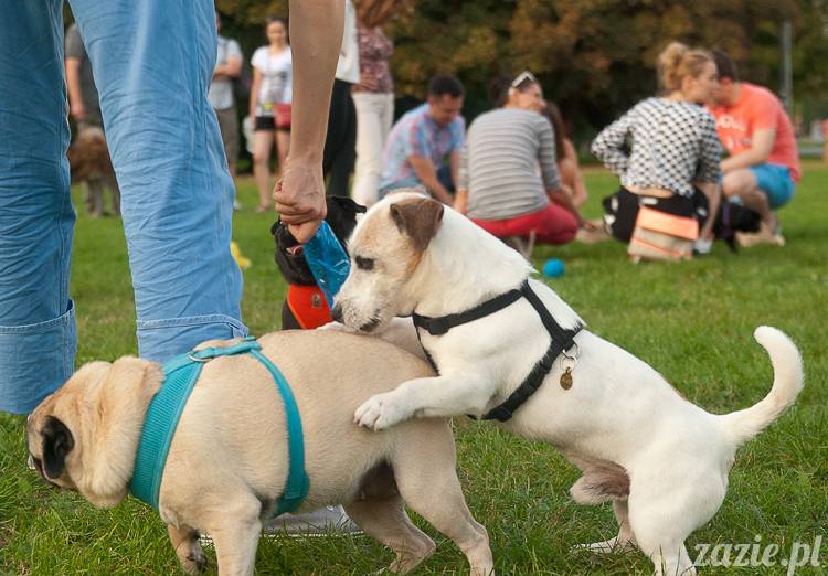 Warszawskie Mopsy, spotkania mopsiarzy, mopsiki na polach mokotowskich, spacer z mopsem