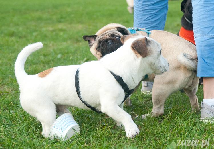 Warszawskie Mopsy, spotkania mopsiarzy, mopsiki na polach mokotowskich, spacer z mopsem