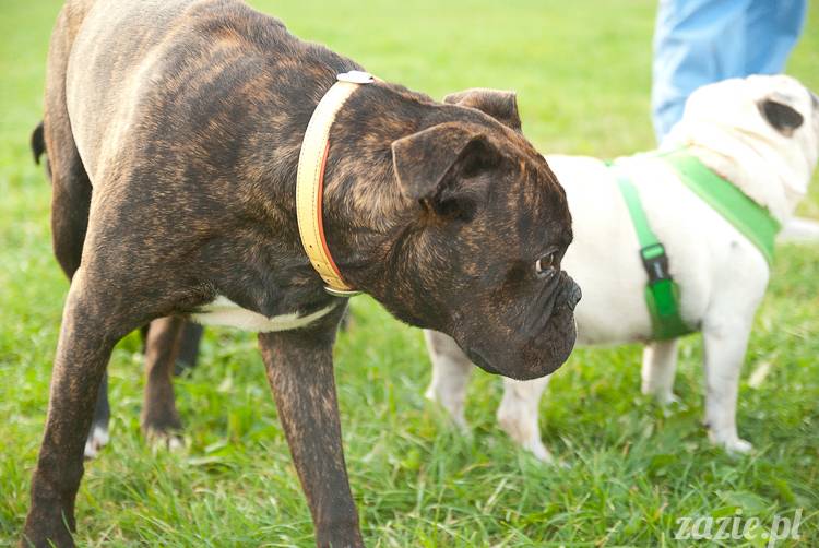 Warszawskie Mopsy, spotkania mopsiarzy, mopsiki na polach mokotowskich, spacer z mopsem
