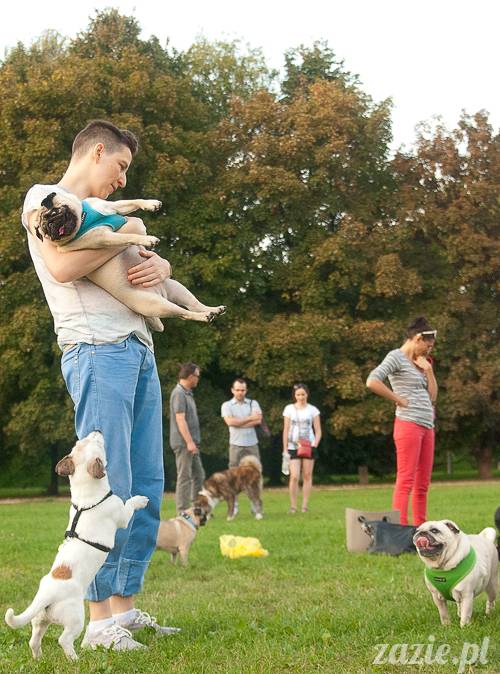 Warszawskie Mopsy, spotkania mopsiarzy, mopsiki na polach mokotowskich, spacer z mopsem