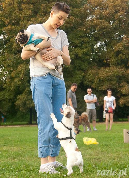 Warszawskie Mopsy, spotkania mopsiarzy, mopsiki na polach mokotowskich, spacer z mopsem